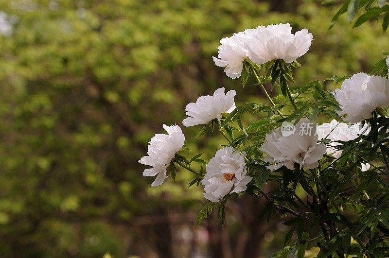 Paeonia suffruticosa